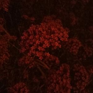 美国一级性生活视屏
